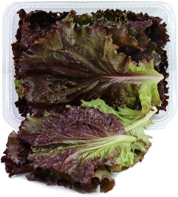 XOLDA Organic red lettuce Seed(29 per packet)