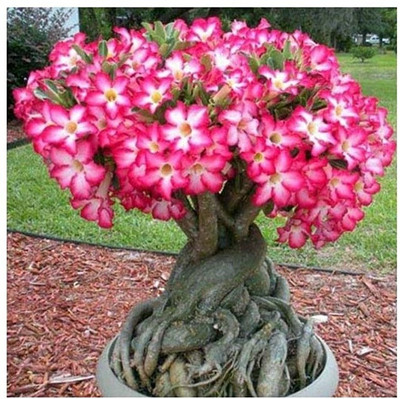 Qualtivate TLX-232 Mixed 9 Types Double Desert Rose Seeds Seed(30 per packet)