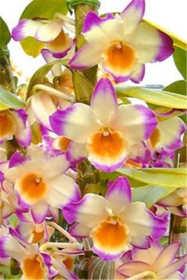 Redoak Tri Colour Dendrobium Orchid Flower Seeds- Purple White and Yellow Seed(100 per packet)