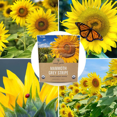 Qualtivate GBPT-2A Mammoth Grey Stripe Sunflower Seeds Seed(200 per packet)