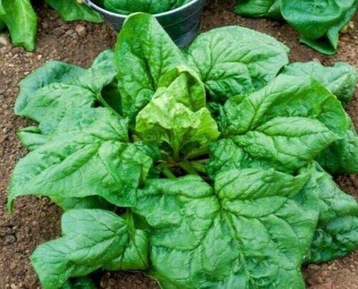 CYBEXIS Seeds of Vegetable Spinach Winter Giant Heirloom (Spinacia Oleracea)2000 Seeds Seed(2000 per packet)