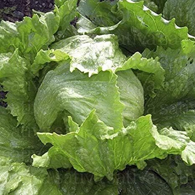 Qualtivate HUA-1A Iceberg Lettuce Seeds Seed(300 per packet)