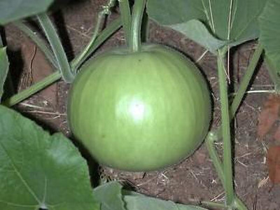 Cloud Farm LAW/LOWKI Round Bottle Gourd Lauki/Lau/Clabash Seed(40 per packet)