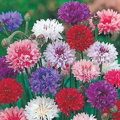 ACCELCROP CORNFLOWER MIXED FLOWER Seed(36 per packet)