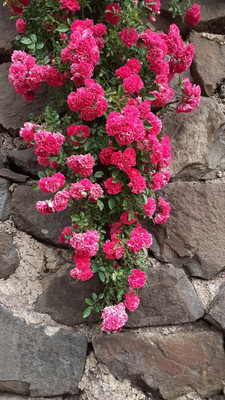 CRGO ROSE , GULAAB Seed(100 per packet)