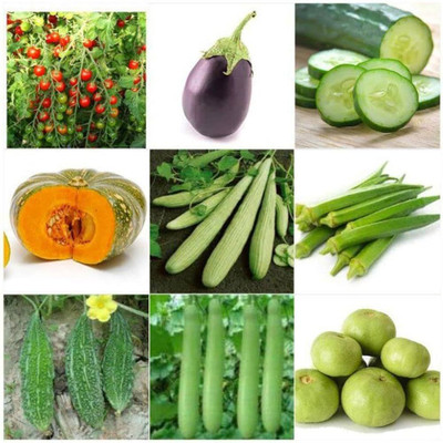 ibains Vegetable seeds packet Seed(800 per packet)