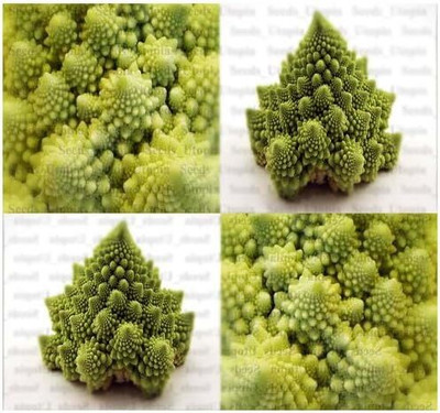 Qualtivate ICRA-9A Veronica Romanesco Cauliflower Heat Tolerant Uniform Seed(300 per packet)