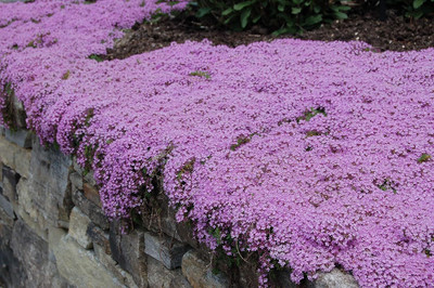 Qualtivate ICRA-9A Creeping Thyme-Thymus Serpyllum Seed(50 per packet)
