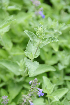 CYBEXIS XL-12 - Cat Mint Catnip - (13500 Seeds) Seed(13500 per packet)