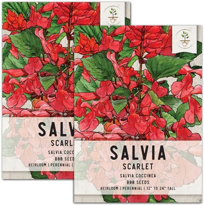 Qualtivate ICRA6-A Scarlet Red Sage(Salvia coccinea) Seed(100 per packet)