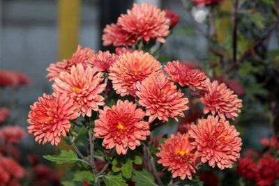 ibains Chrysanthemum combo seeds Seed(64 per packet)