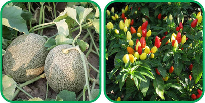 WILLVINE MAH -XII Ornamental Chilli And Muskmelon[2.5gm, 500 Seeds] Seed(500 per packet)