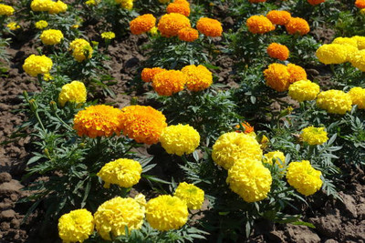 Digikida marigold/gende ka phool flower seeds Seed(75 per packet)