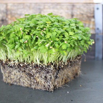 CYBEXIS LX-81 - Cilantro (Slow Bolt) - (2250 Seeds) Seed(2250 per packet)