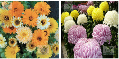 STOREFLIX calendula - chrysanthemum Seed(75 per packet)