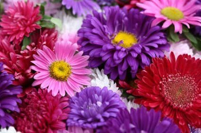 Aywal Aster Hybrid Flower Seed(20 per packet)