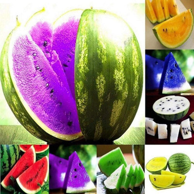 Cloud Farm Mixed Color Sweet Fruit Watermelon Seed [100 Seeds] Seed(100 per packet)