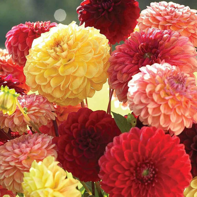 LPR DAHLIA Seed(10 per packet)