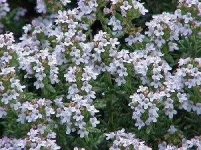 Qualtivate PUA-8A Lemon Thyme Thymus Citriodorus Seed(50 per packet)
