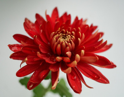 Quentova Chrysanthemum Flower-8F-LXI Seed(75 per packet)