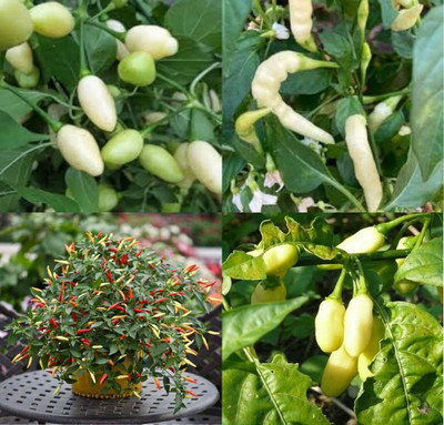 ibains Long chilli seeds beez 23 Seed(23 per packet)