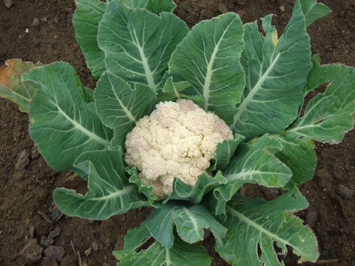 VibeX LX-47 - F1 Hybrid Cauliflower High yielding - (1350 Seeds) Seed(1350 per packet)