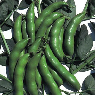 Cloud Farm Broad Bean seeds - The Sutton (Dwarf variety) Seed(25 per packet)