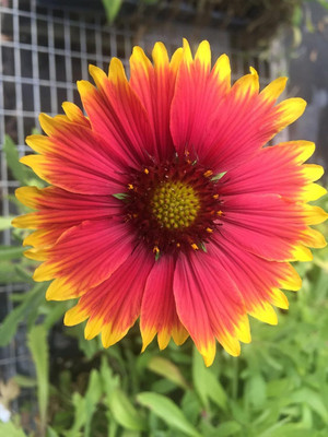 Qualtivate HUA-106 Flower Seeds Gaillardia Firewheel Seed(50 per packet)
