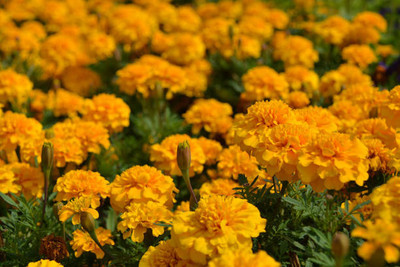 Accossato marigold/gende ka phool flower seeds Seed(75 per packet)
