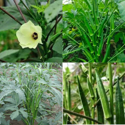 ibains Bindi seeds 11 Seed(11 per packet)