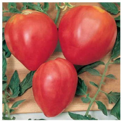 CYBEXIS Tomato - Oxheart Red Heirloom Type500 Seeds Seed(500 per packet)