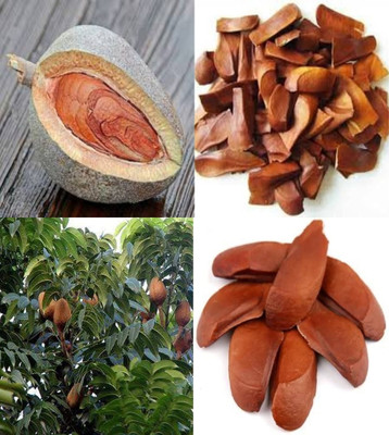ibains Sky fruits seeds bij 14 Seed(14 per packet)