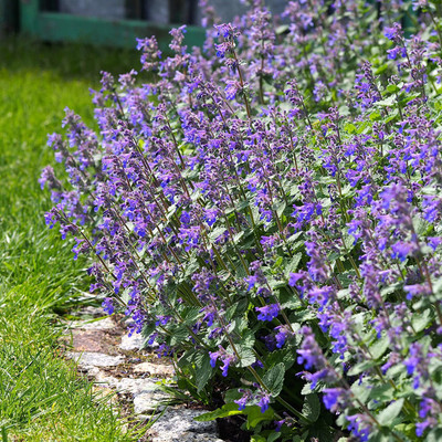 VibeX HUA-99 - Blue Nepeta Catmint - (4500 Seeds) Seed(4500 per packet)