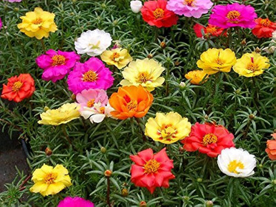 BDSresolve Portulaca mixed seeds/Portulaca seeds 134 Seed(134 per packet)