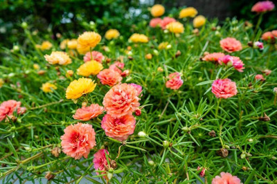 BDSresolve Original Portulaca flower seeds pack of 63 Seed(63 per packet)