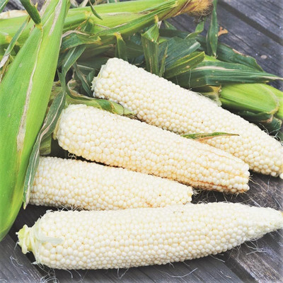 Qualtivate VXL-3AT Sweet White Corn Seed(400 per packet)