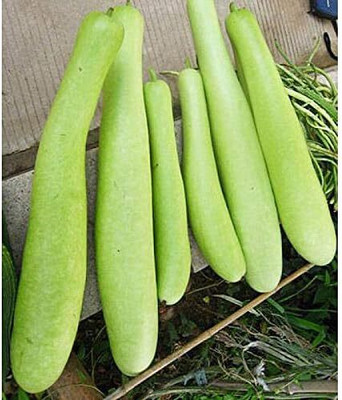 Qualtivate XXX-8A Calabash Super Long Bottle Gourd Seed(50 per packet)