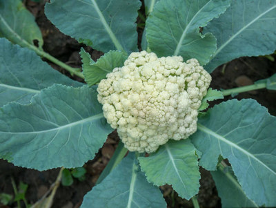 JOY SHREE white cauliflower,gobhee seeds Seed(13 per packet)