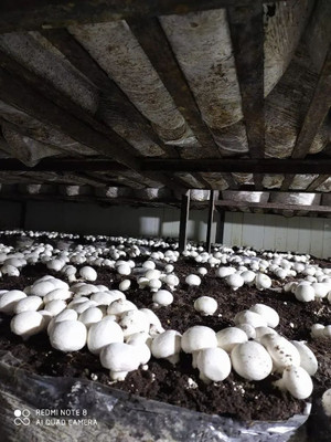 Arko Button Mushroom Spawn Grain Seeds – First Generation High Yield White Mycelium Seed(200 g)