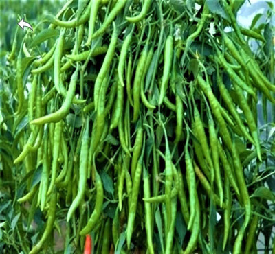 LIFELEX Chilli Plant Seed(46 per packet)