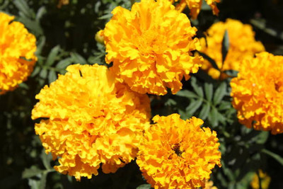 SAFROONI marigold/gende ka phool flower seeds Seed(75 per packet)