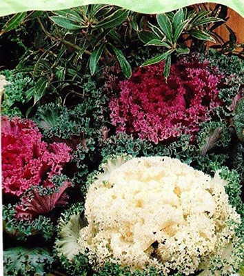 CYBEXIS Ornamental Kale - Fast Growing Seed(50 per packet)