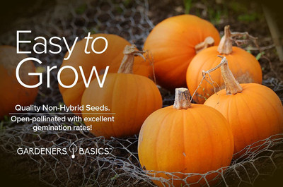 VibeX ® XLR-509 Mini Pumpkin Seeds for Planting Seed(50 per packet)