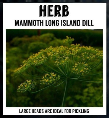 CYBEXIS LXI-5 - Herb Dill Mammoth Giant - (2250 Seeds) Seed(2250 per packet)