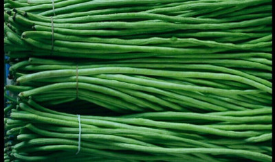AloGardening Snake Bean Seed(110 per packet)