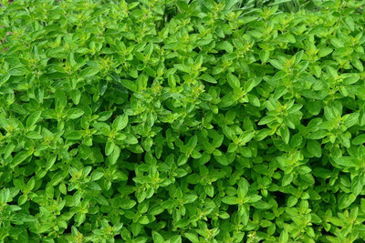 VibeX PAU-45 - Oregano Common Italian - (450 Seeds) Seed(450 per packet)