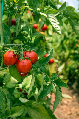 SIDDHI VINAYAK GALLERY tomato Seed(140 per packet)