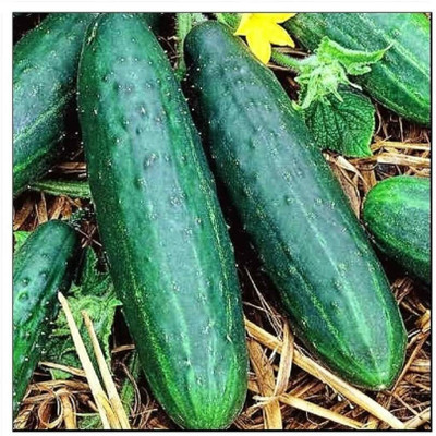 Quentova Spacemaster Cucumber Seeds | Non-GMO | Fresh Garden Seeds-DLX-6P Seed(250 per packet)