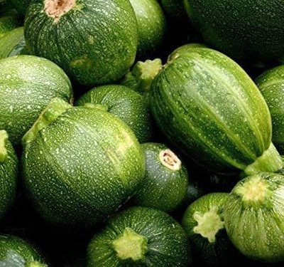 CYBEXIS VVI-21 - Round Zucchini Summer Squash - (675 Seeds) Seed(675 per packet)