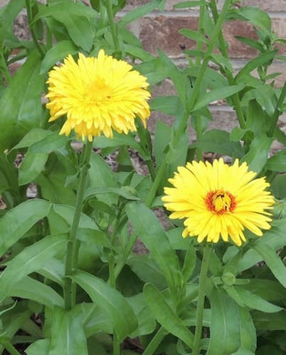 XOLDA Hybrid Calendula Seed(64 per packet)